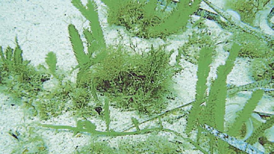 ´Caulerpa taxifolia´ | Alga