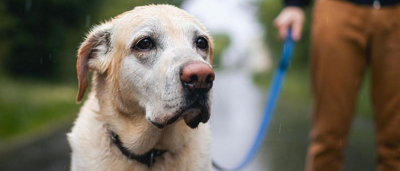 Los propietarios de perros tendrán que desembolsar este dinero tras aprobarse la nueva ley del Gobierno: 1.400 euros