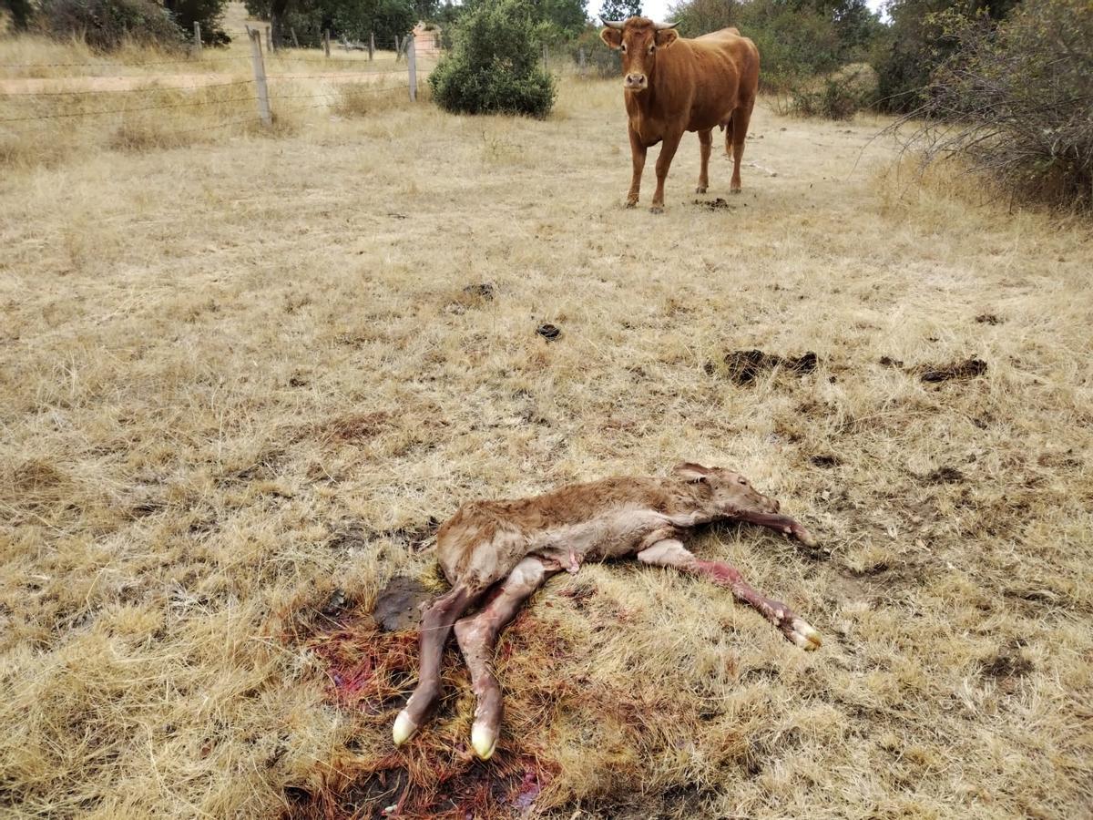 Ternero nacido muerto en una explotación de Sayago