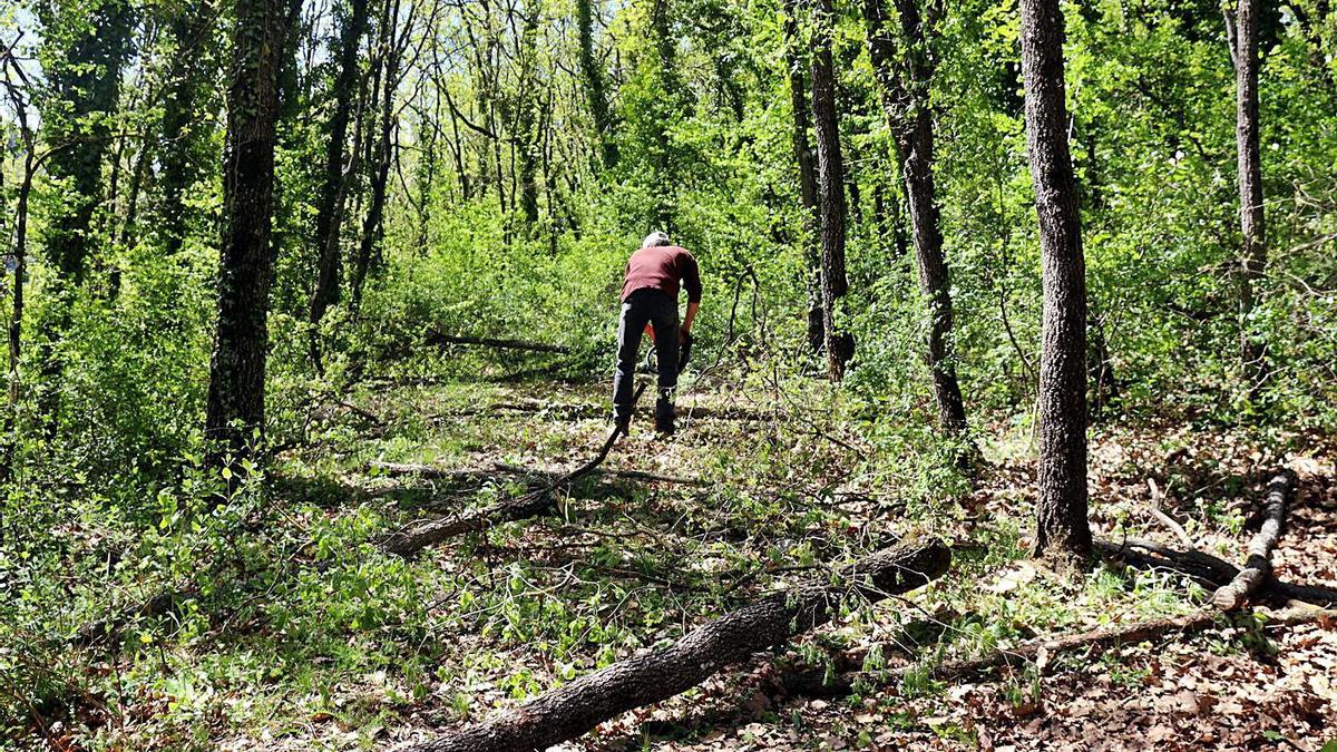 Una persona treballa en un dels boscos de la vall de Lord | ACN