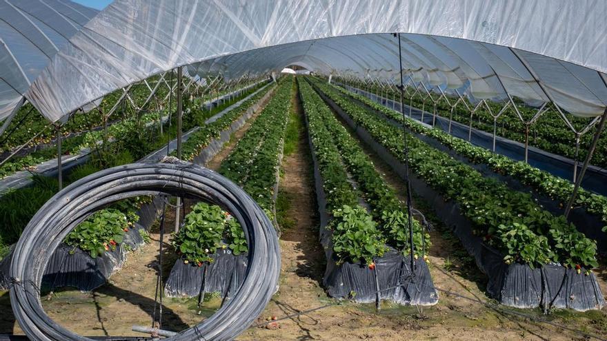 La Junta de Andalucía aprueba 20.000 euros por hectárea para que los cultivos del entorno de Doñana dejen el regadío