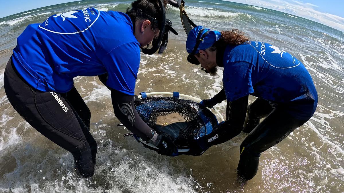 La solta de la ratlla recuperada es va fer a la platja de Gandia, en un punt pròxim a on havia sigut trobada.
