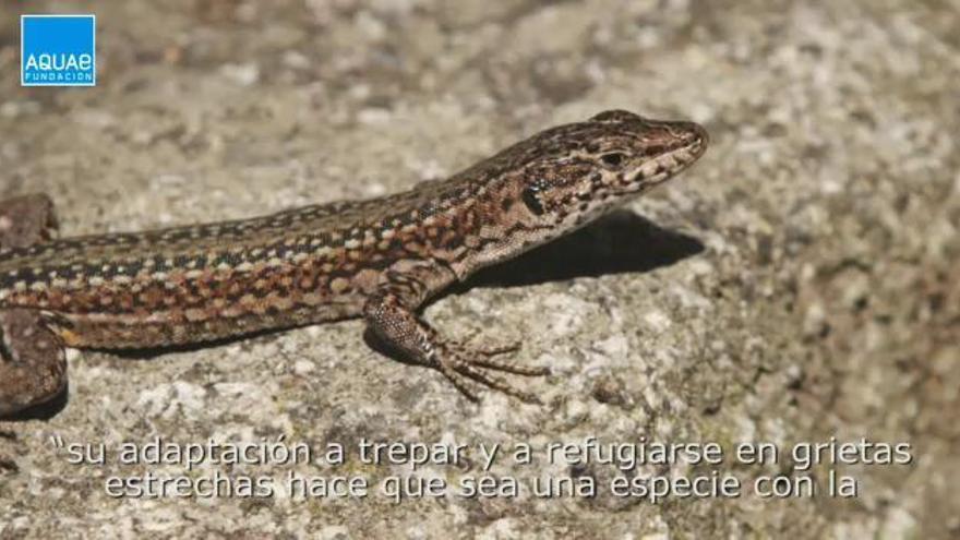 Conoce las curiosidades de la lagartija de tu infancia: Lagartija ibérica