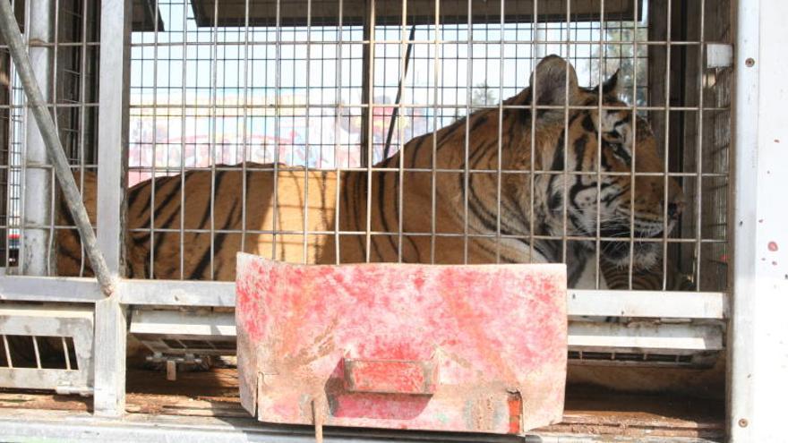 Un animal enjaulado en la visita de un circo a Murcia.