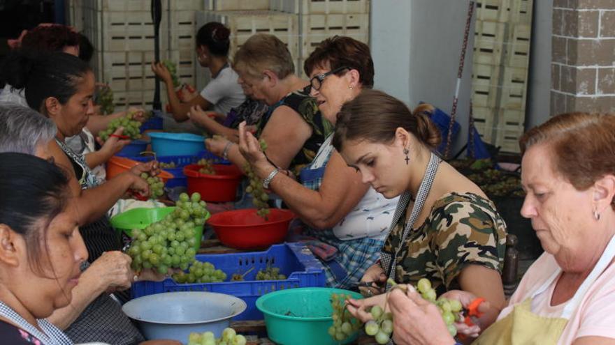 &quot;Tenemos la mejor y la más olvidada uva del mundo&quot;