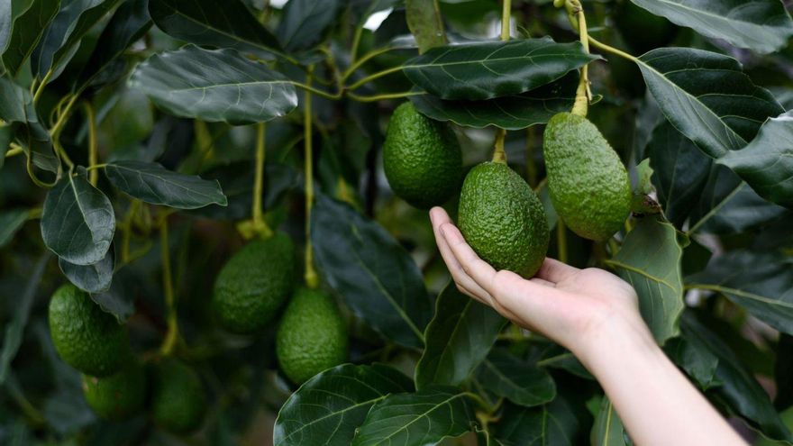 Merma la producción de aguacate, el «oro verde» que gana adeptos