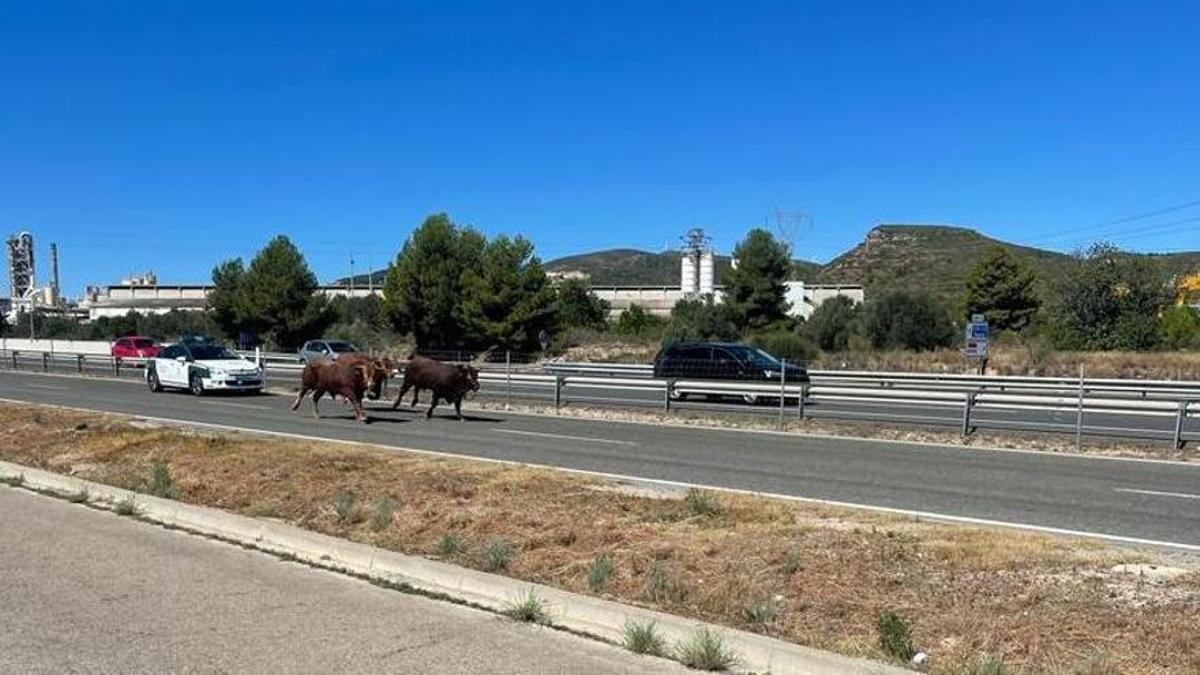 La Guardia Civil persigue a los animales sueltos por la autovía y la vía auxiliar.