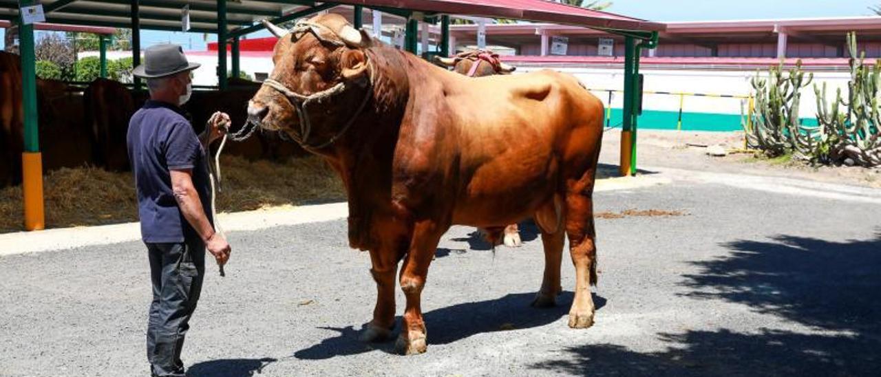 ‘Elegante’, el ejemplar  de toro del país ganador del concurso de ganado, propiedad de Manuel Ortega.  | | LP/DLP