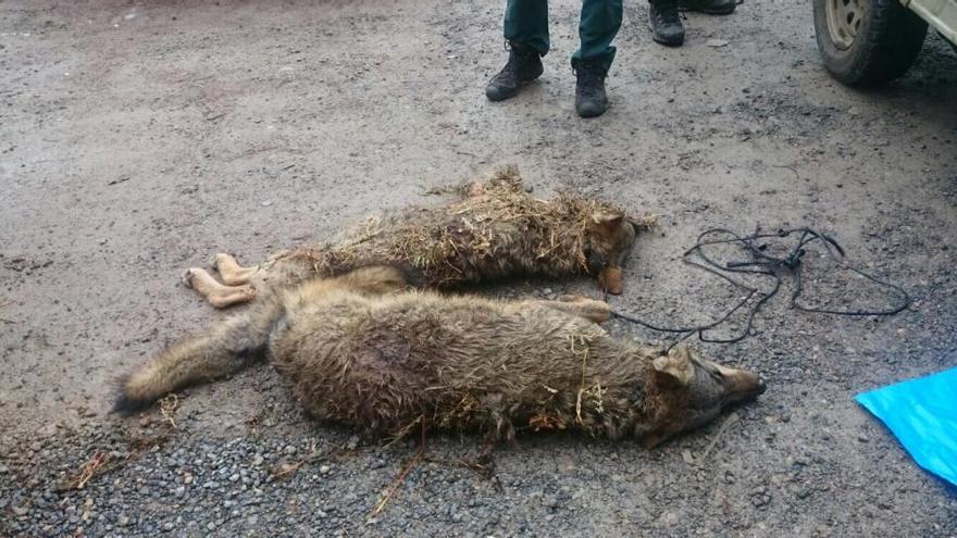 Recogen casi 10.000 firmas en cinco días contra de la matanza de lobos en Asturias