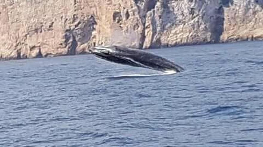 Las ballenas rorcuales regresan al cabo de Sant Antoni en Dénia