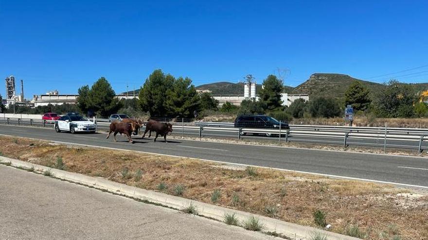 La Guardia Civil persigue a los animales sueltos por la autovía y la vía auxiliar