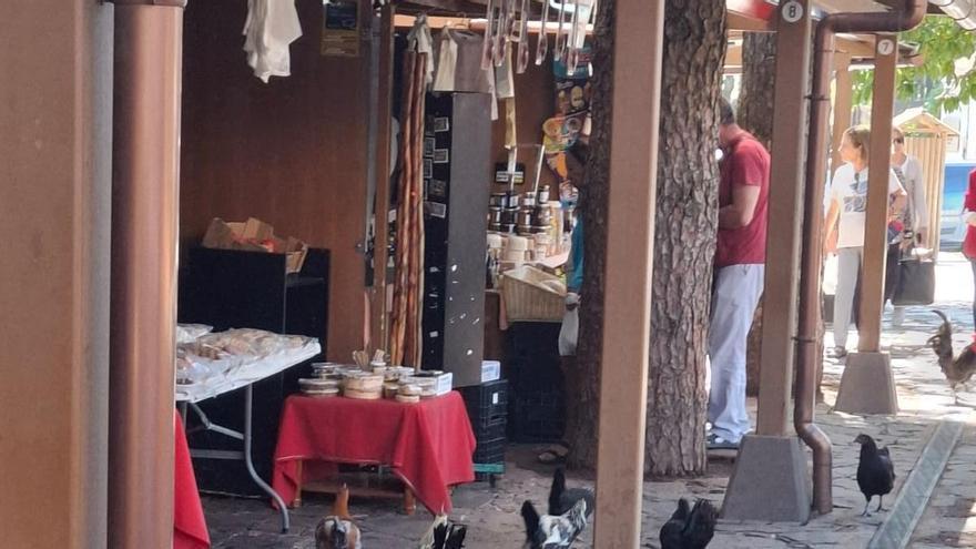 Una invasión de gallinas se suma al caos comercial en la Cruz de Tejeda