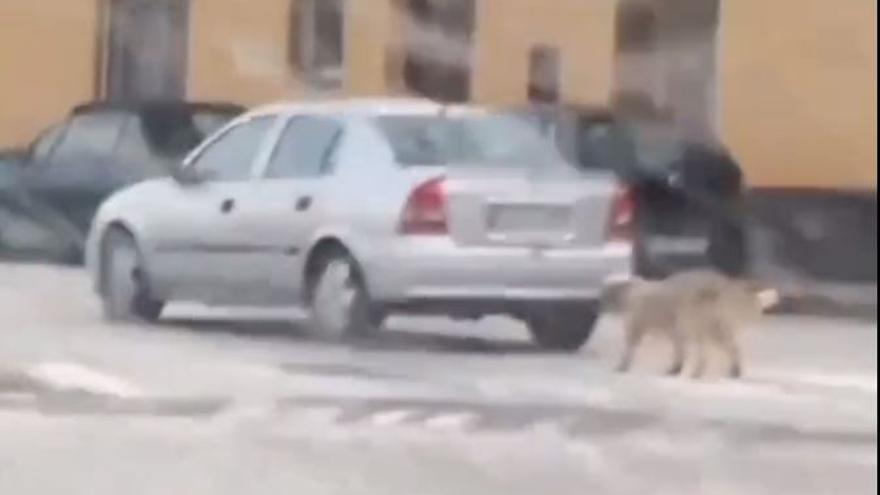 Maltrato animal: circula con un perro atado al coche