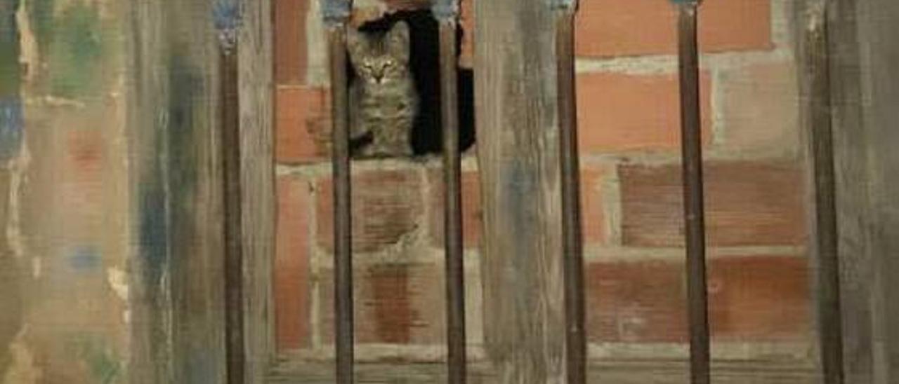 Uno de los gatos asomados por un agujero de la ventana tapiada.