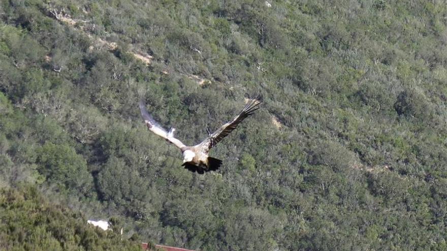 La Junta libera a tres buitres leonados y un águila calzada en Los Villares