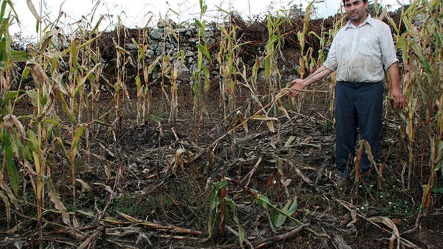 El jabalí destrozó una finca de maíz ecológico en Lalín