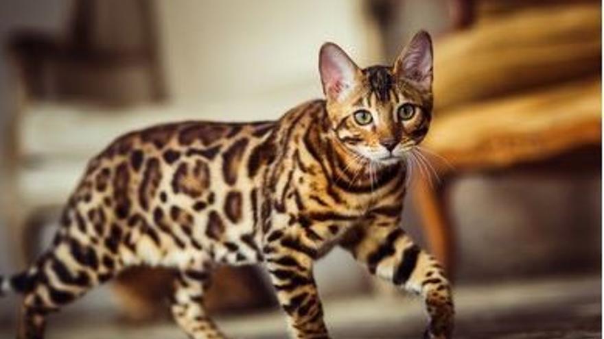 Gato de Bengala: La joya felina de las razas de gatos más caras que conquista con su belleza única