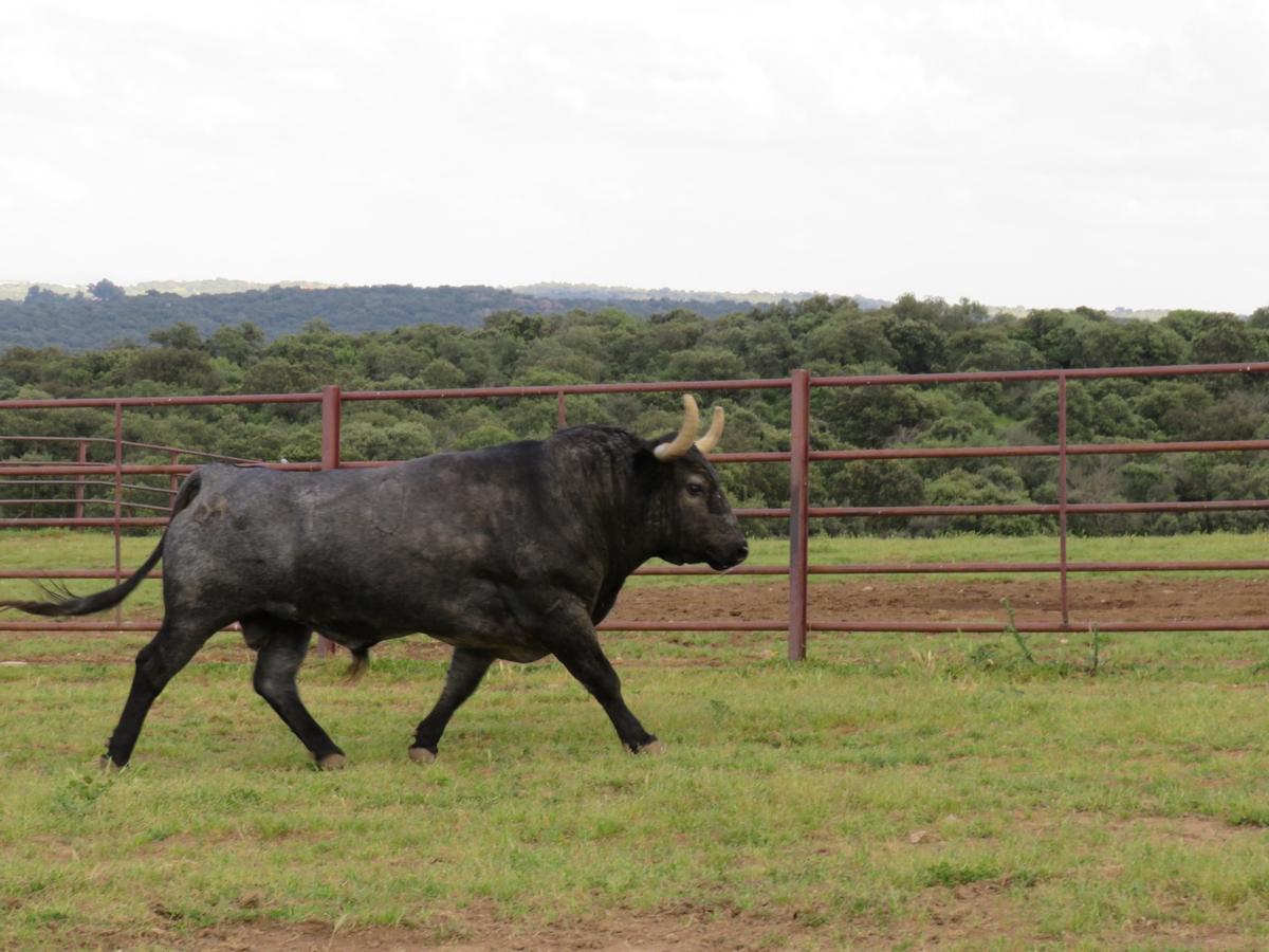 El imponente 'Aviador', en el campo.
