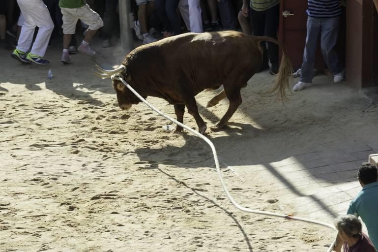 La carrera del Toro Enmaromado 2017 Razonador