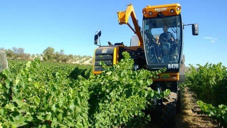 Abierto el plazo para las ayudas de reconversión del viñedo