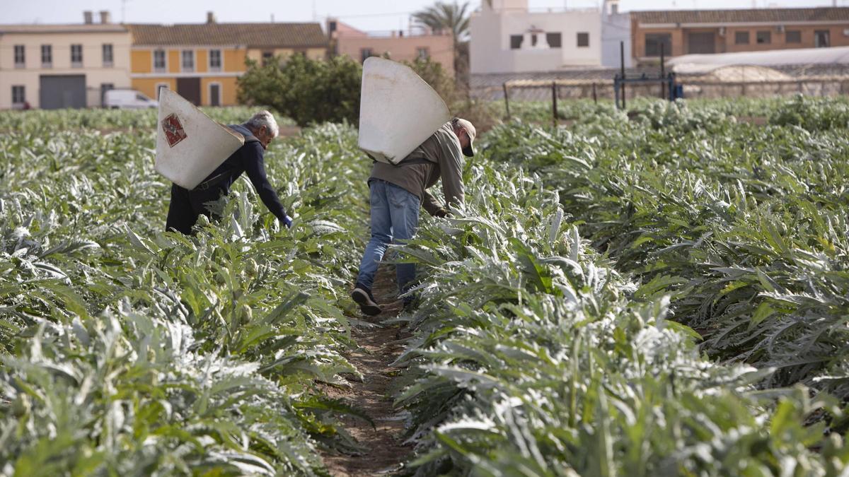 Agricultores trabajando en un huerto de alcachofas cultivado entre Alboraia y Meliana