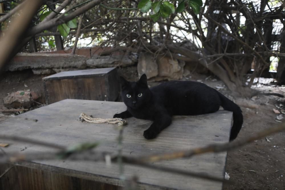 Colonia de gatos bajo el puente del Real de València