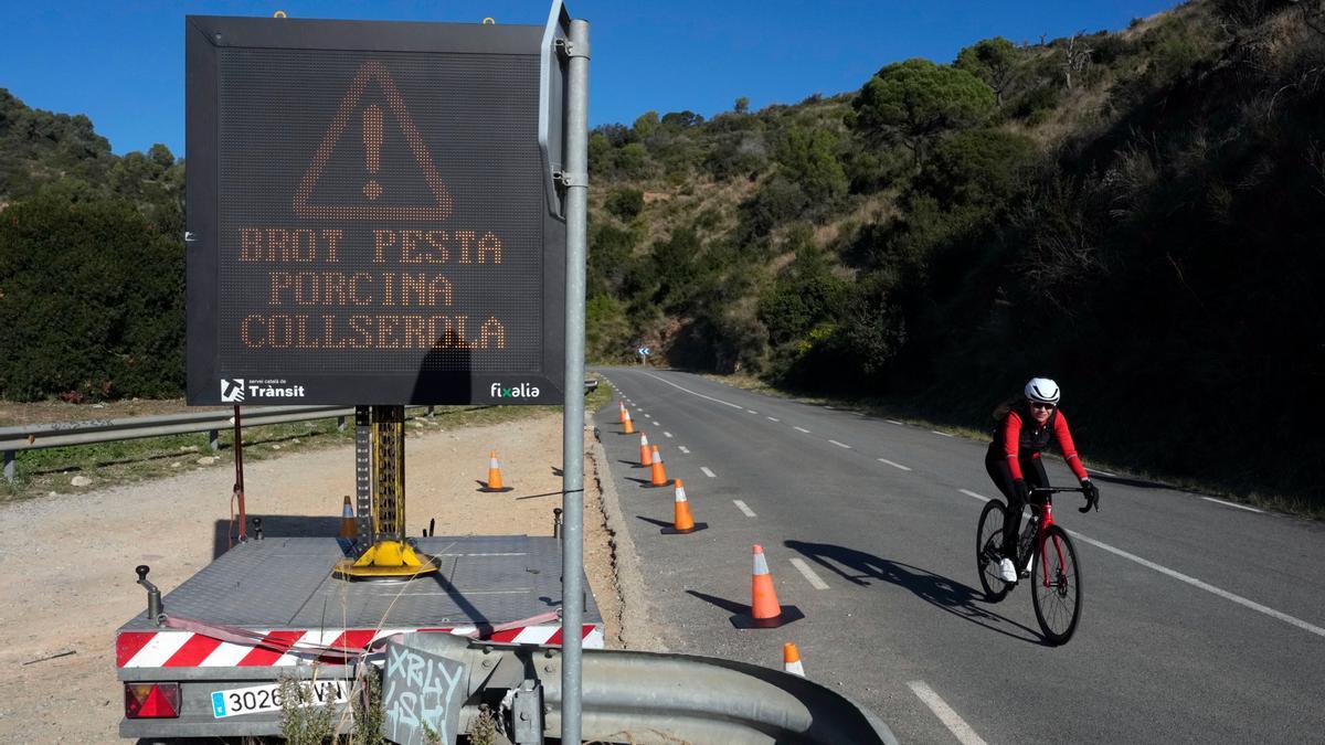 Catalunya prohíbe el acceso a bosques, ríos y parques en los 91 municipios cercanos a la zona cero de la peste porcina
