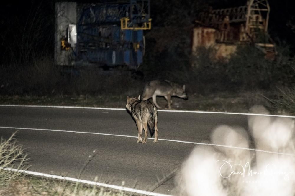 Los lobos se pasean por el asfalto en Sanabria