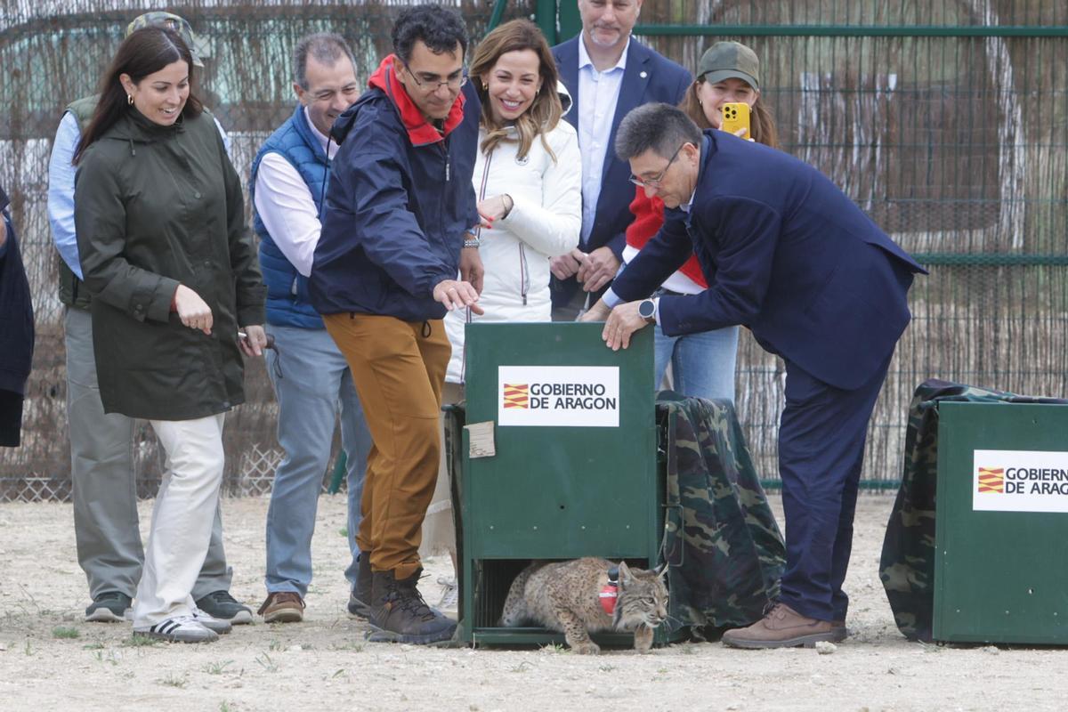 Suelta de los linces en Torrecilla de Valmadrid.