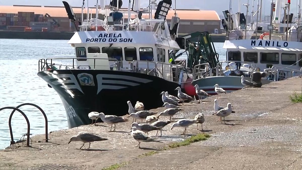 Gaviotas, molestas pero necesarias