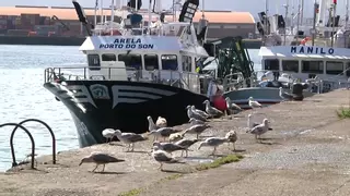 Gaviotas, molestas pero necesarias