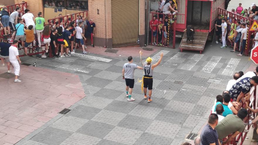 Fiestas del Toro en Benavente: La “Vaca de la Sangría” recorre las calles