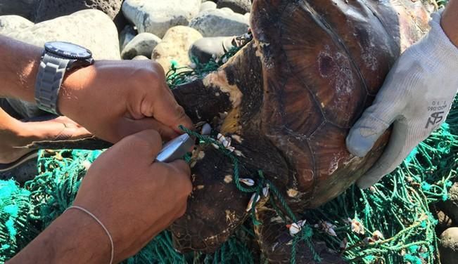 Rescatada una tortuga en Las Canteras