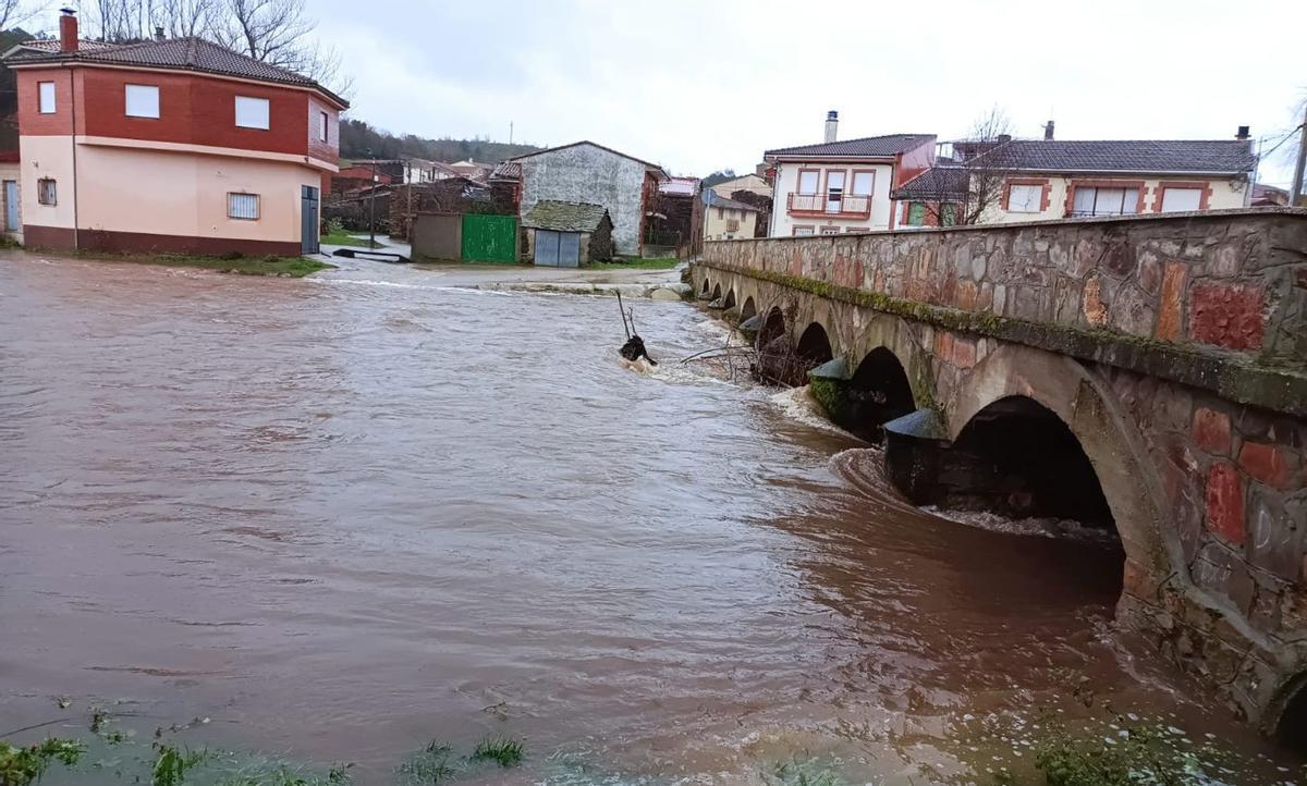 Uno de los alisos arrastrados por el río Frío hasta el Puente de Piedra de Valer. | CH. S.