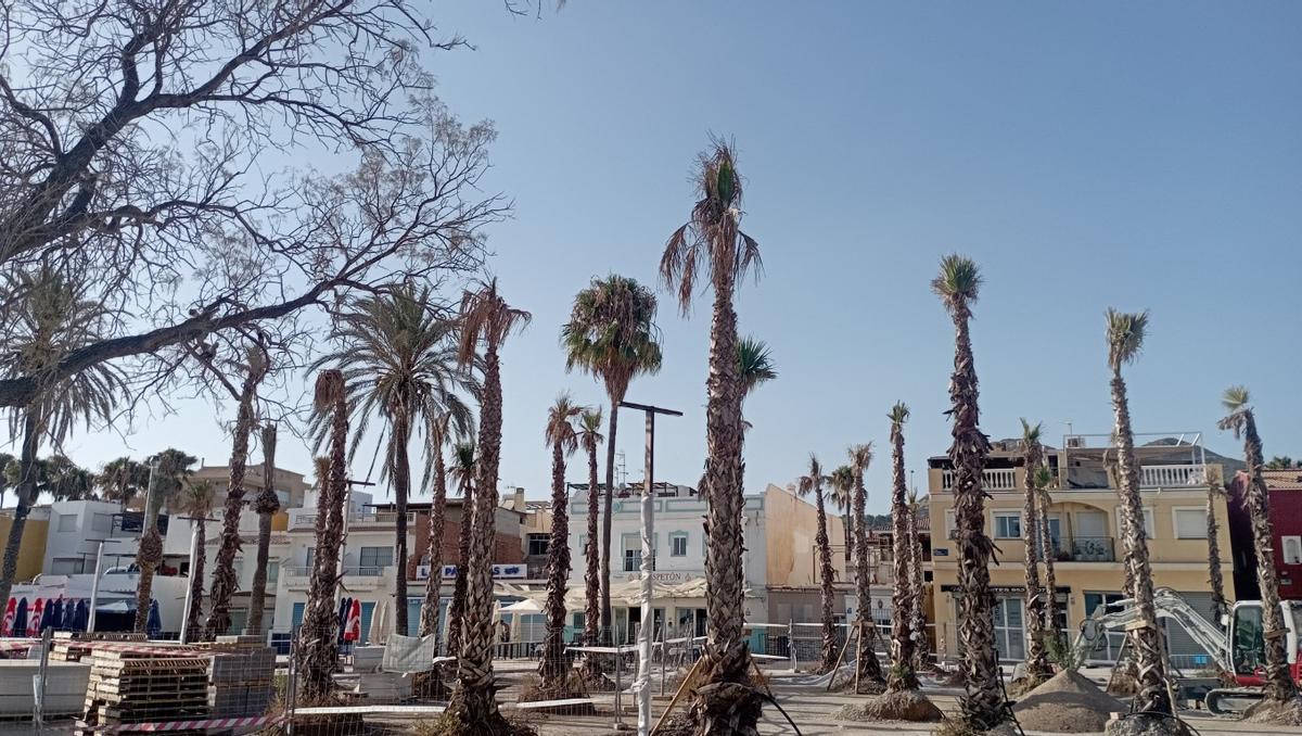 Critican el exceso de palmeras en la plaza de las Palmeras del paseo marítimo de Pedregalejo, con unos ocho o nueve ejemplares ya secos.