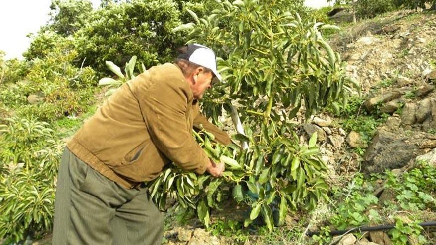 Los agricultores del litoral oriental ya trabajan para la contratación de seguridad privada.