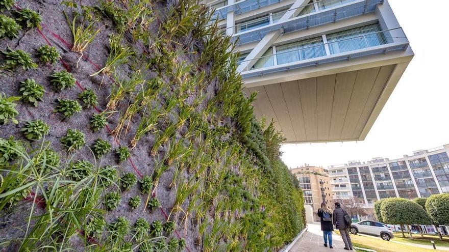 Un jardín vertical llena de &quot;verde&quot; el Ayuntamiento de Benidorm: 98 metros cuadrados de plantas