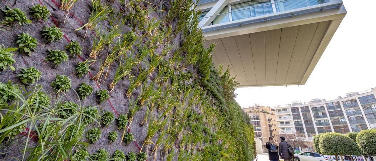 El jardín vertical que se ha instalado en el edificio del Ayuntamiento de Benidorm.