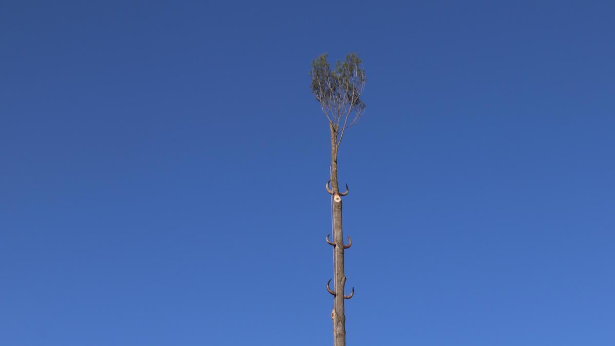 L&#039;arbre de Maig davant del Centre Cultural del Cornellà del Terri que aquest any ha estat plantat de forma mecànica