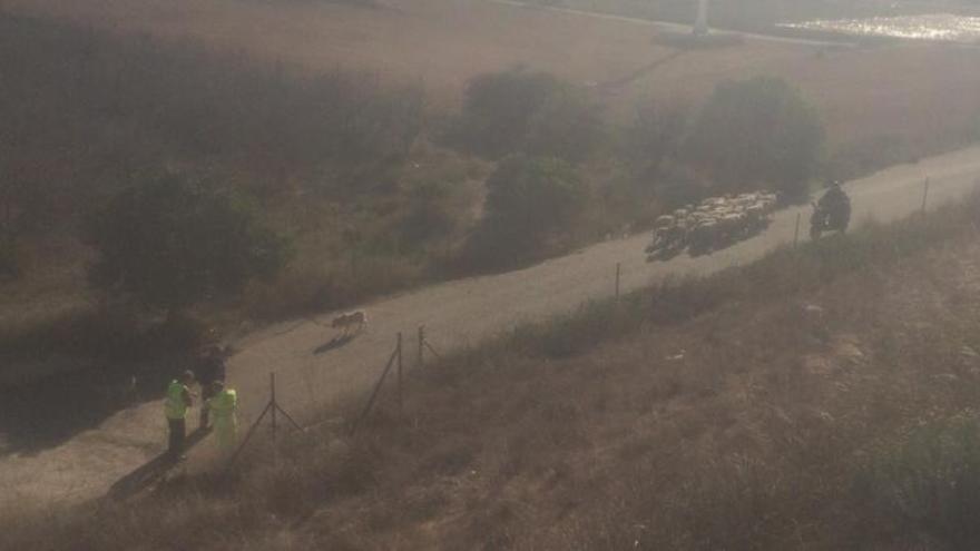 Los borregos, en una vía de servicio tras ser sacados de la calzada.