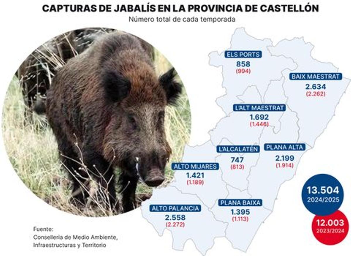 Capturas de jabalí en la provincia de Castellón.