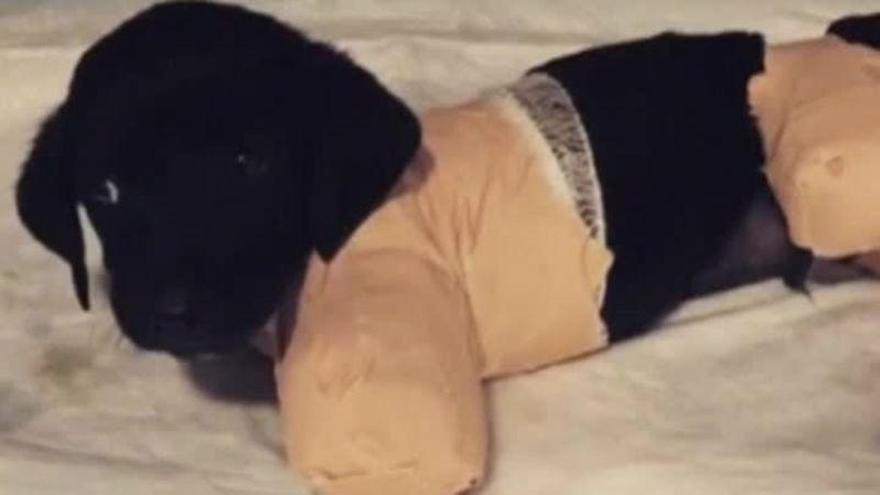 El cachorro con las extremidades amputadas se convierte en un símbolo en Turquía