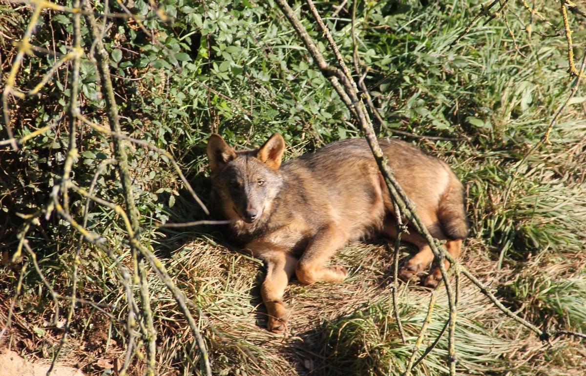 Lobo ibérico en el parque de Cabárceno (Cantabria).