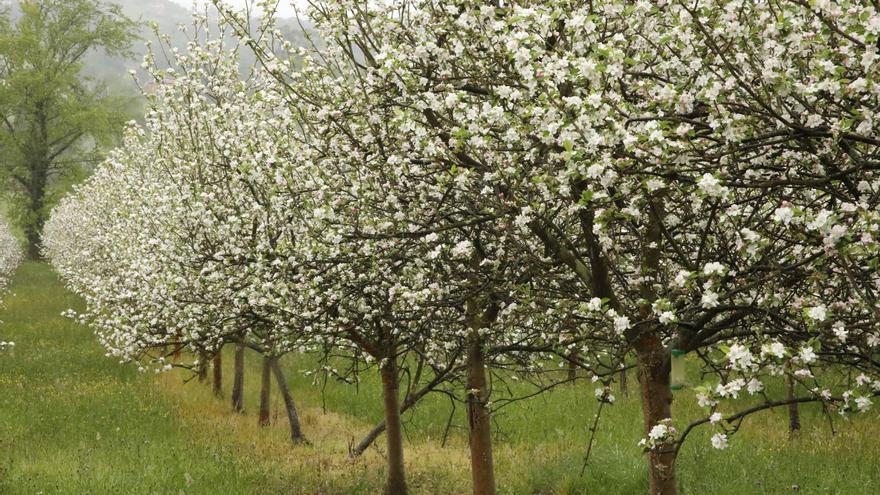 El Jerte de Asturias: la Comarca de la Sidra celebra la espectacular floración de los manzanos con visitas guiadas y talleres