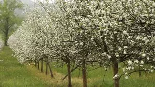 El Jerte d'Asturies: la Comarca de la Sidra celebra l'espectacular floriamientu de los mazanales