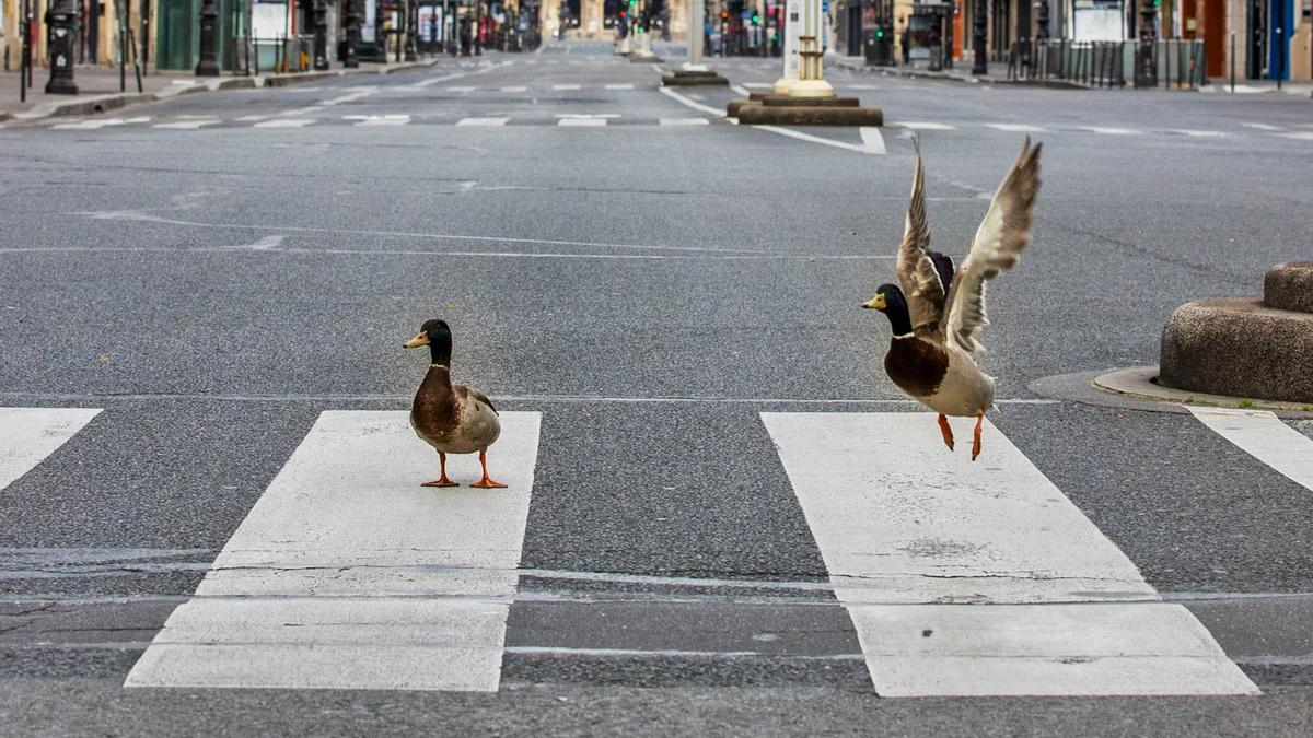 Animales ciudades