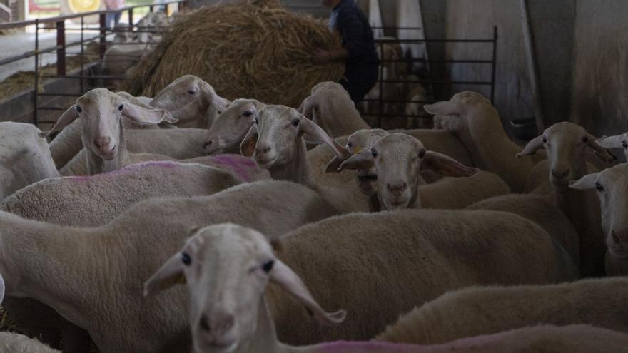 Alerta de las cooperativas ante la negociación de los contratos lácteos