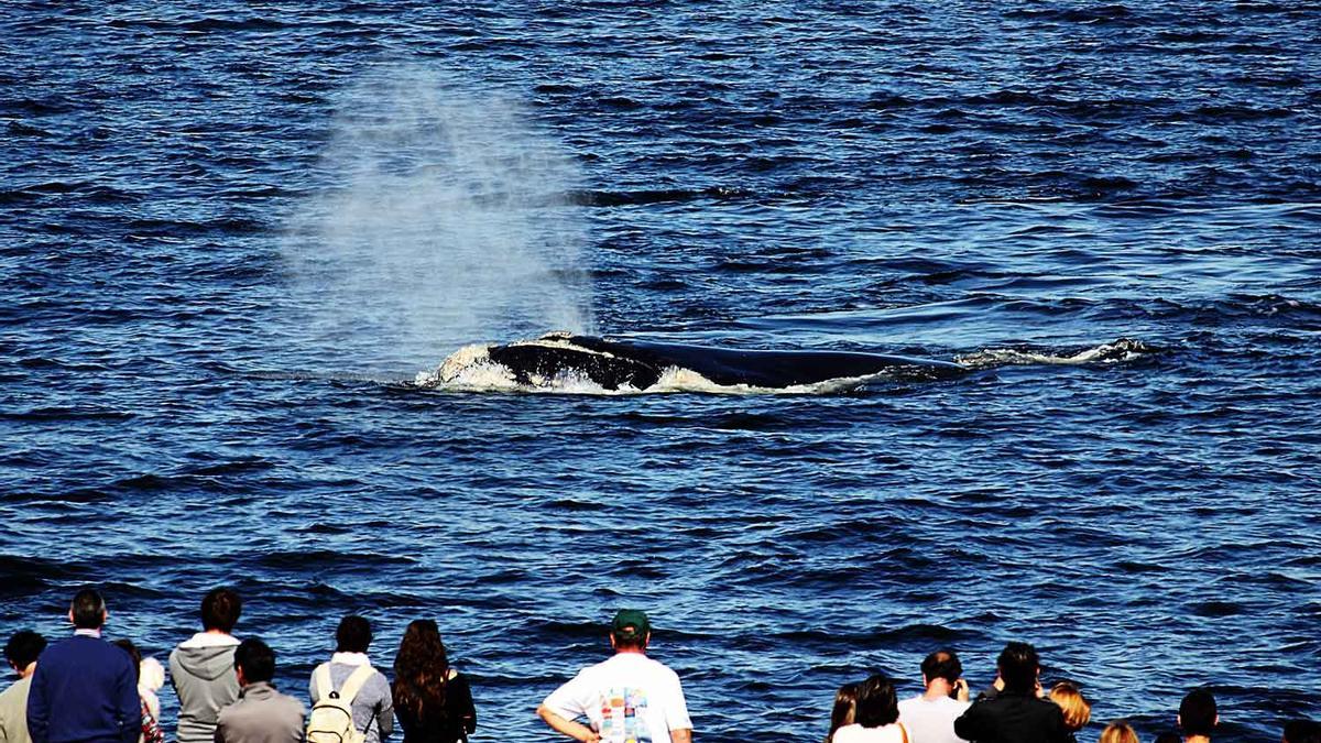 Ballenas francas en Uruguay