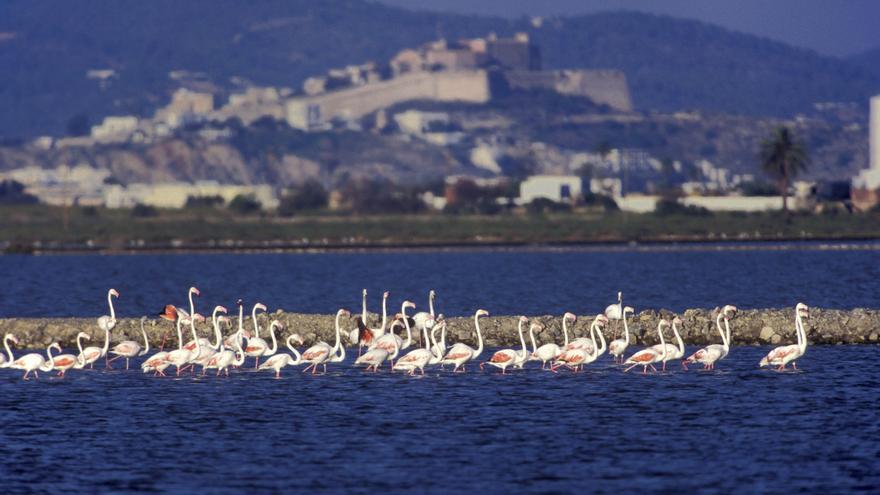 Casi 2.000 aves pasan el invierno en el Parque Natural de ses Salines de Ibiza y Formentera