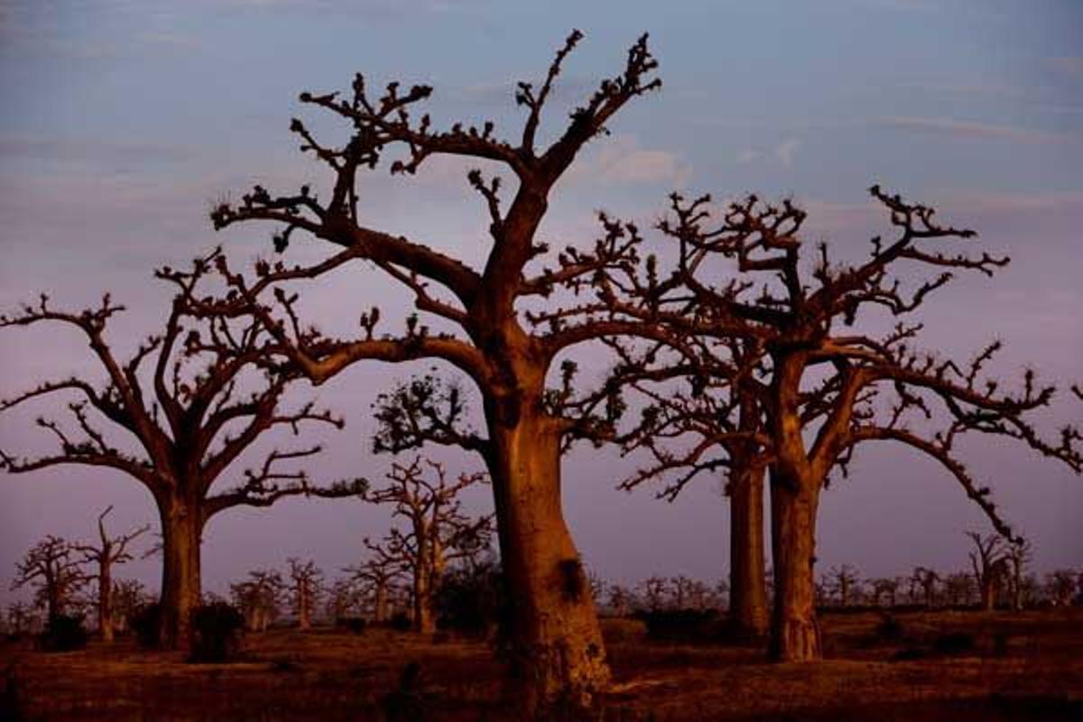 Los Baobabs también son conocidos como árbol botella o pan de mono.